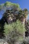 13JoshuaTree - 18